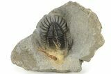 Multi-Toned, Spiny Comura Trilobite - Ofaten, Morocco #227799-3